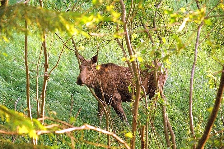 Местный житель