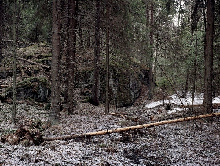 Лесная глушь