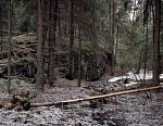 Лесная глушь