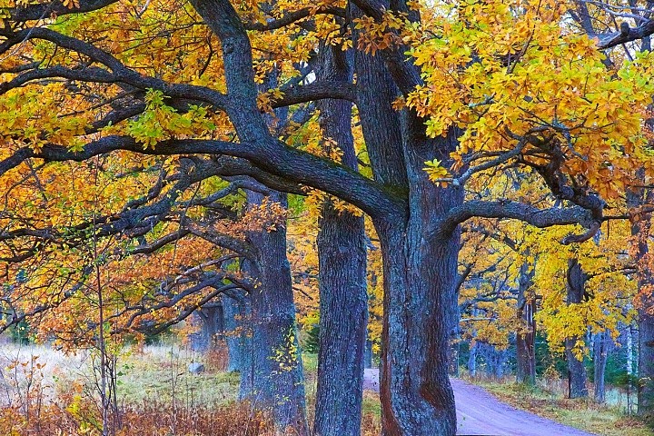 Золото осени