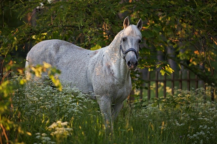 Монастырская лошадка (Кипарис)