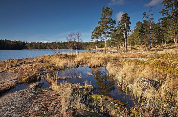 Сосны на берегу залива Лещовый