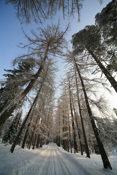 Зимняя дорога.