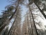 Зимняя дорога.