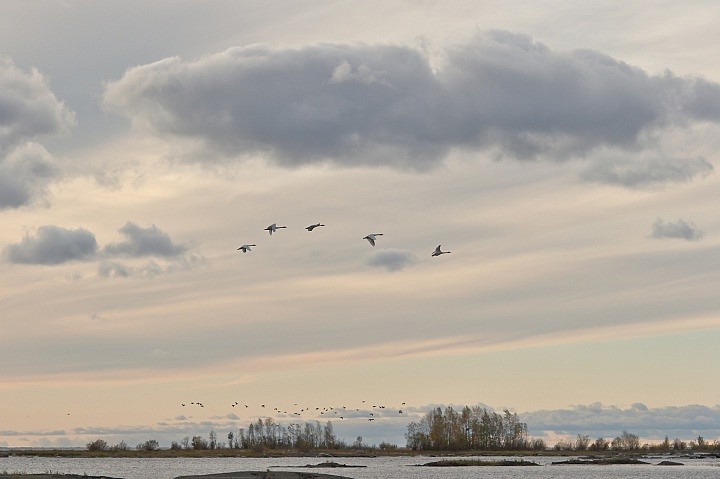 Перелетные птицы (лебеди)