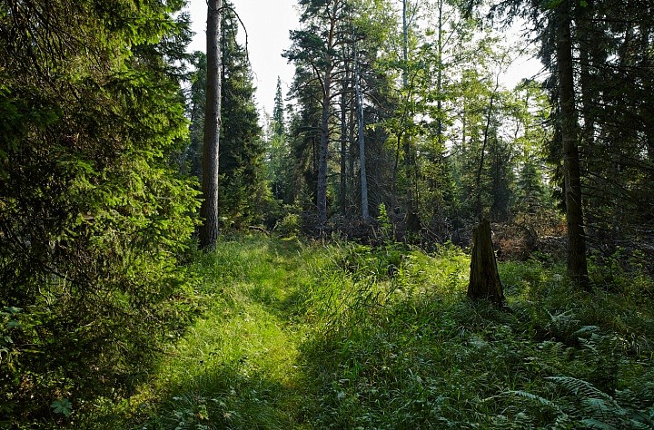 На лесной тропинке