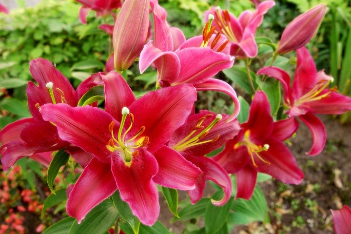 ПАСХА в Цветах