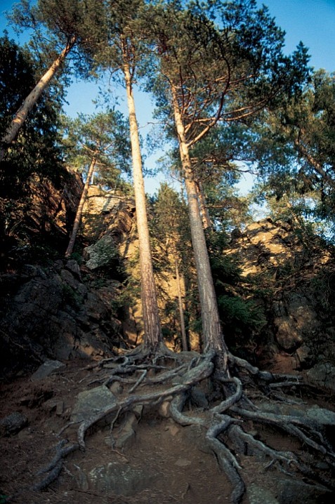 Сосны у Малой Никоновской бухты. 1990 г.