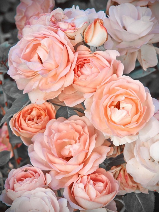 Розовое на Белом