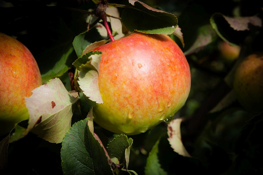 «Этот год принес нам очень хороший урожай яблок, мы будем посылать их даже в скиты на хранение. Прошлогодний урожай из-за холодного лета не удался, но совершенно точно, что в этом году монахи и вся братия будут вкушать яблоки от монастырских садов до само