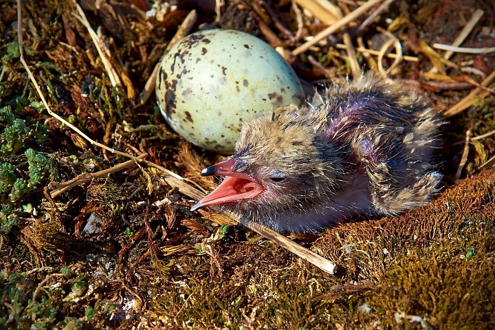 День Рождения