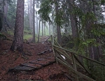 Лесная тропа