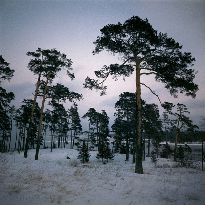 Валаамские сосны в январский день. 1996 г.