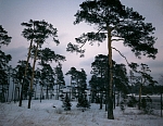 Валаамские сосны в январский день. 1996 г.