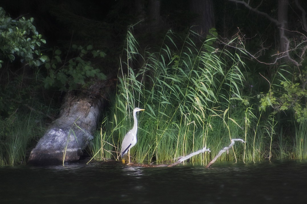 Ночной охотник, Татьяна Чурова