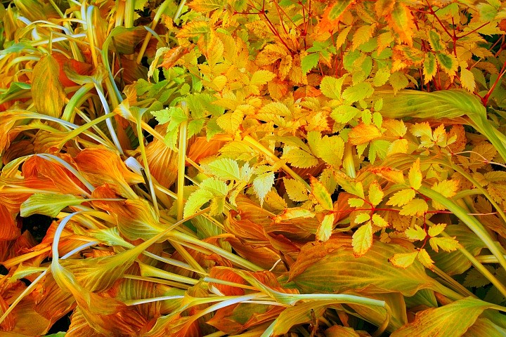 Осенний этюд