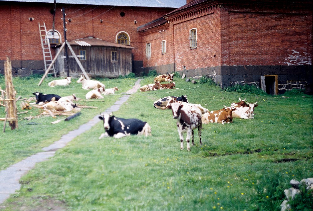 Коровы гуляли прямо во дворе. Фото Владимира Демина. 2000 год