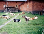 Коровы гуляли прямо во дворе. Фото Владимира Демина. 2000 год