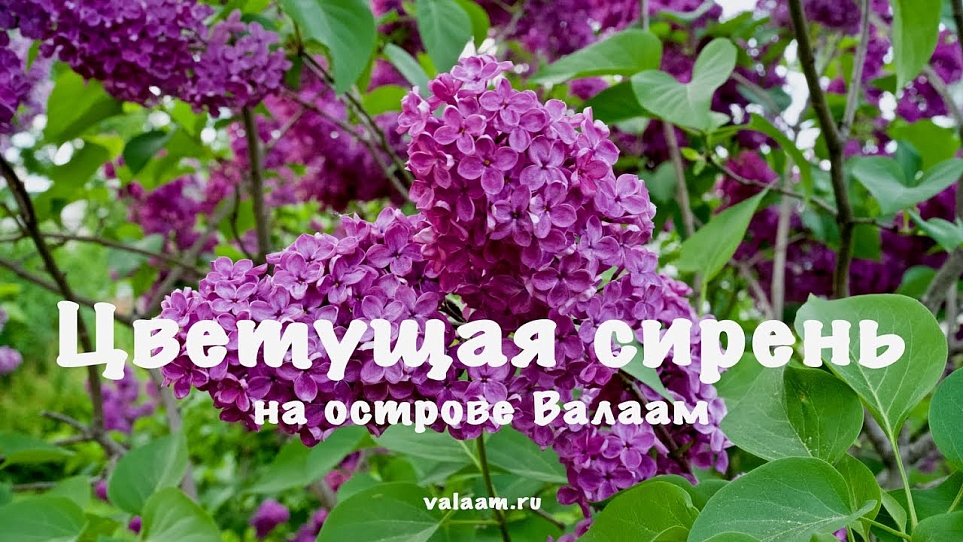 Цветущая сирень на острове Валаам