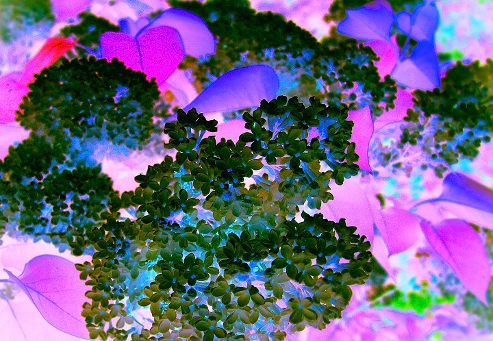 Ночные цветы