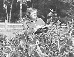 Вторая половина 80-х гг. Сортовед Капиталина Васильевна Кондрашова.