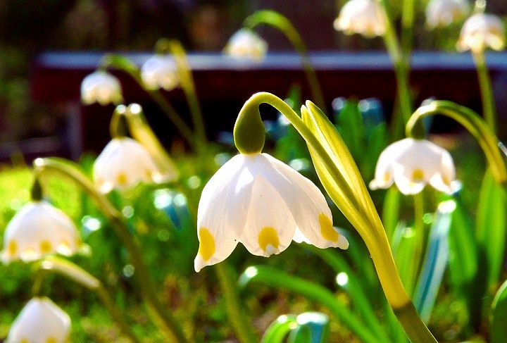 Подснежники