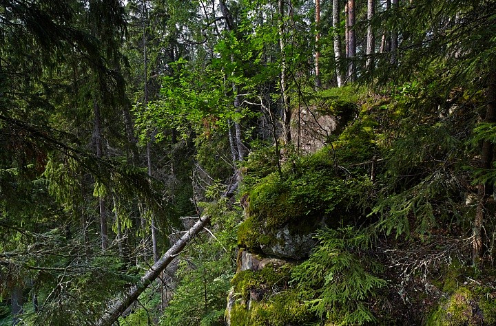 Лесная глушь