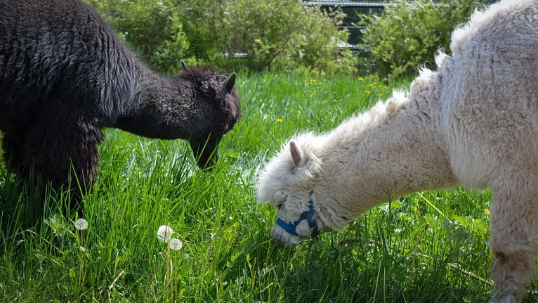 Записки трудника Валаамской фермы. Часть третья