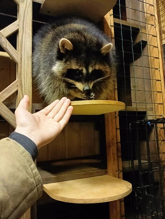 В гостях у енотов