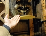В гостях у енотов