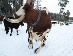 Фото монаха Авраама. Весна 2017 года