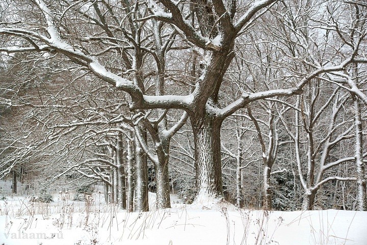 Вид на дубовую аллею, по дороге на скит Всех Святых