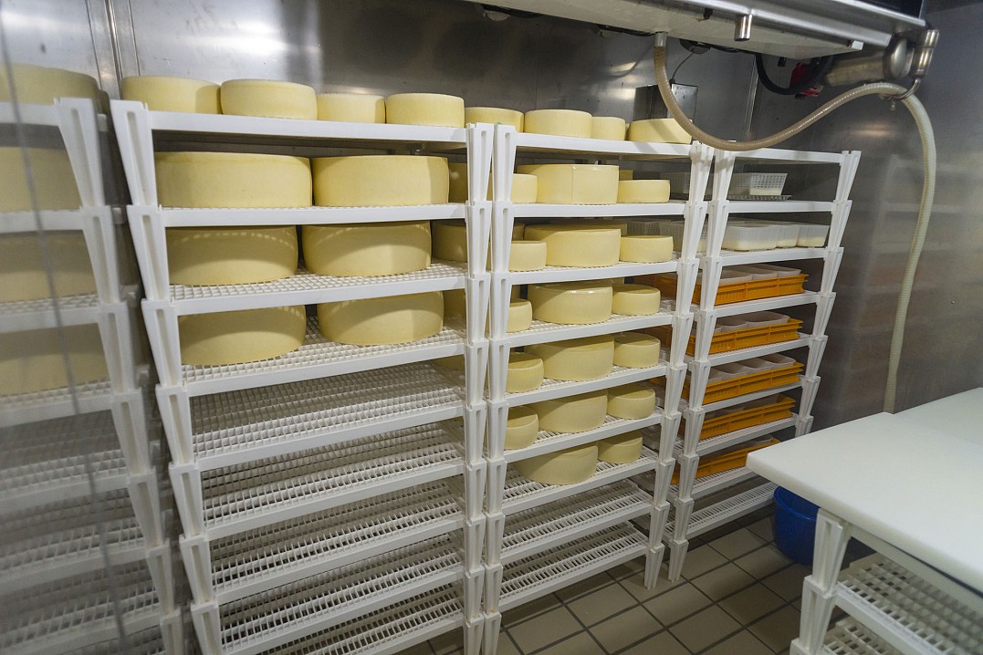 Свежие сырные круги в помещении сыроварни. Им от нескольких дней до нескольких недель.